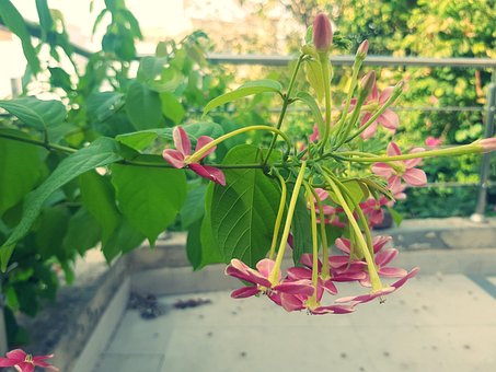 Free Flower Red photo and picture