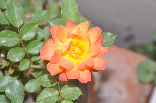 Free Rose Flowers photo and picture