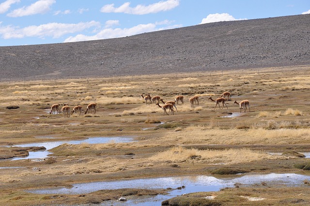 Free Vicunas Peru photo and picture