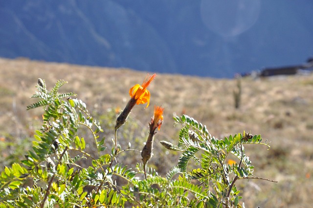 Free Flower Andes photo and picture