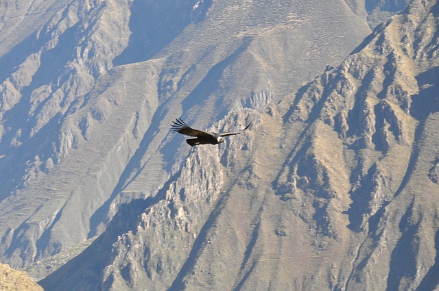 Free Condor Colca photo and picture
