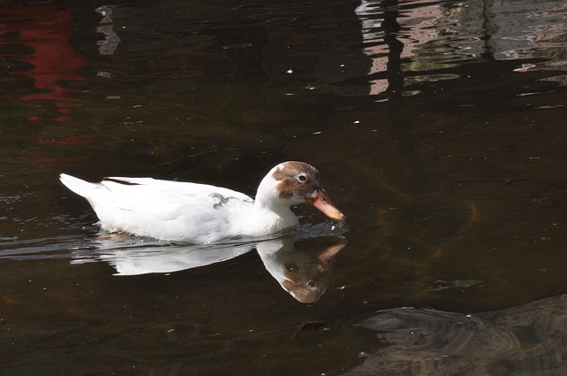 Free Duck Waterfowl photo and picture