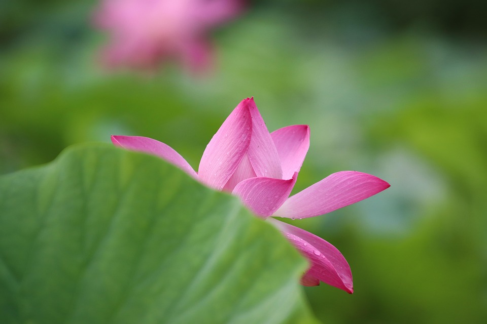 Lotus Fleur De - Photo gratuite sur Pixabay - Pixabay