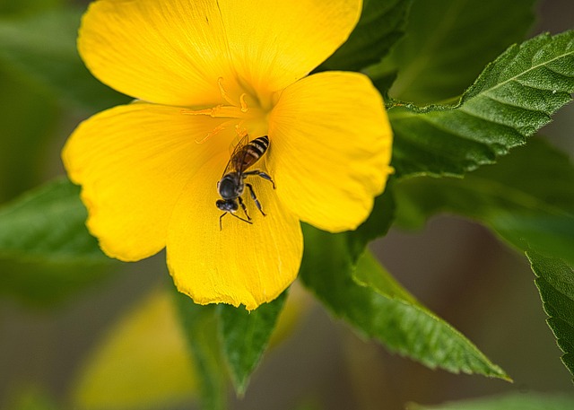 Free Yellow Flower Nature photo and picture