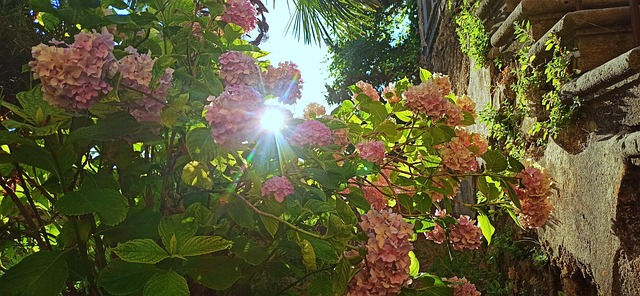 Floare, Apus De Soare, Natura, Flori