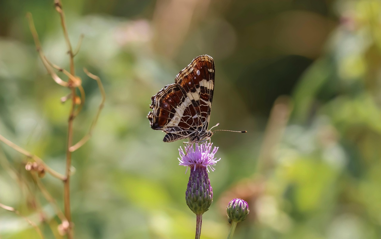 Butterfly Flower Pollinate Free photo on Pixabay Pixabay