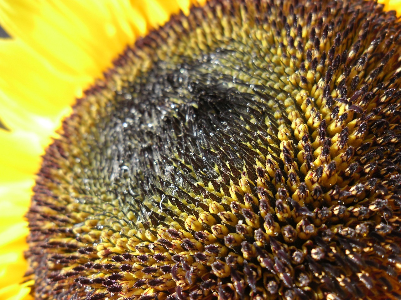 Sunflower Yellow Flower - Free photo on Pixabay - Pixabay