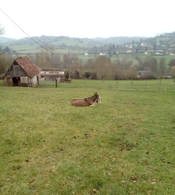 Âne La Nature France - Photo gratuite sur Pixabay - Pixabay