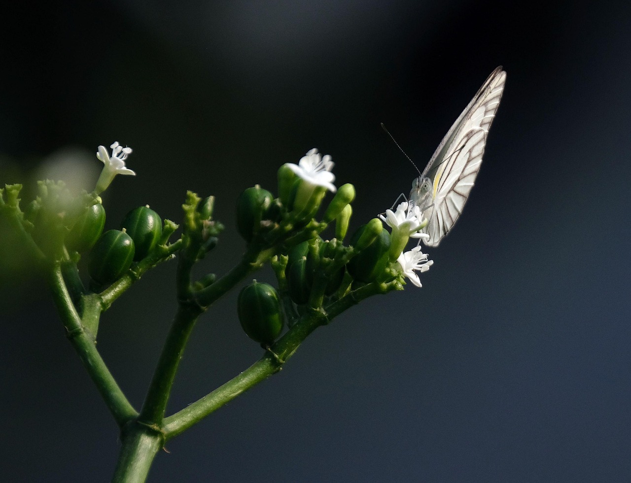 Butterfly Insect Pollination Free photo on Pixabay
