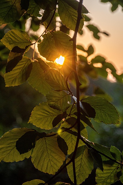 Free Leaves Sunset photo and picture