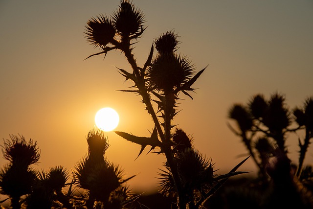 Free Sunset Thistle photo and picture