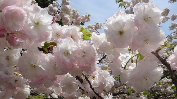 Japan, Kersen Bloemen, Sakura, Bloemen