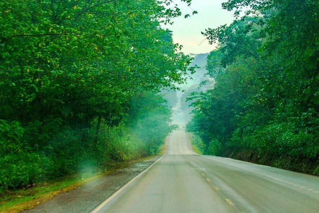 Straße, Landschaft, Natur, Nebel, Wald