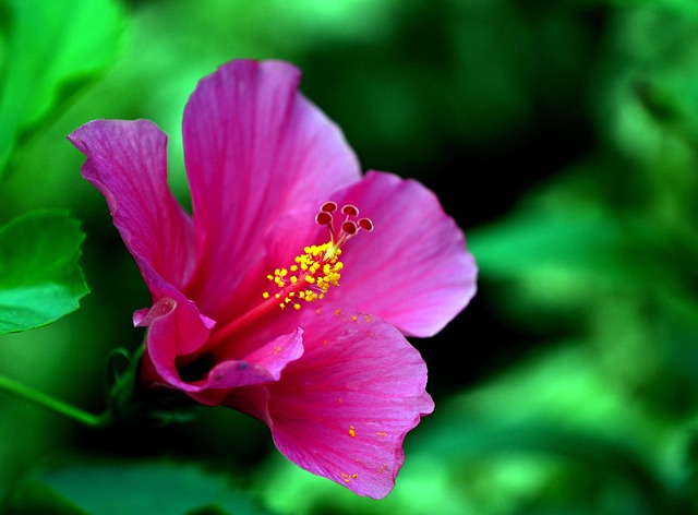 4,000+ Free Hibiscus & Flower Images - Pixabay