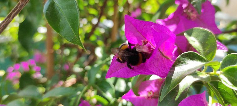 Free Bumblebee Insect photo and picture