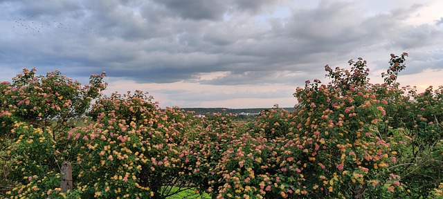 Campo De Flores, Dia De Fazenda, Prado
