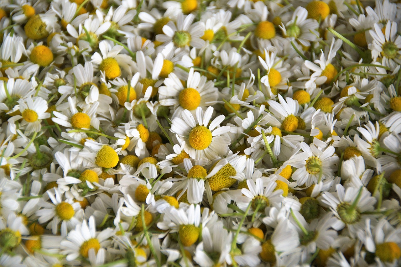 Chamomile Medicinal Herb Free photo on Pixabay Pixabay