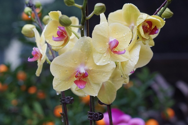 Free Orchids Flowers photo and picture