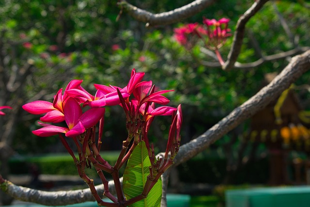 Free Flower Beautiful Flowers photo and picture