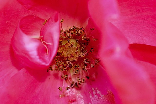 Free Flower Bloom photo and picture