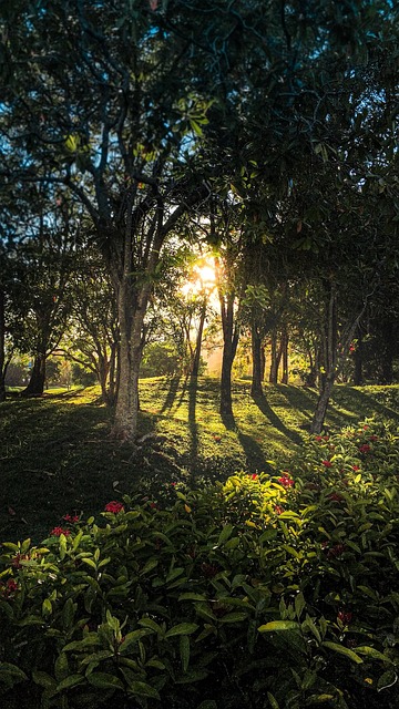 Free Forest Trees photo and picture