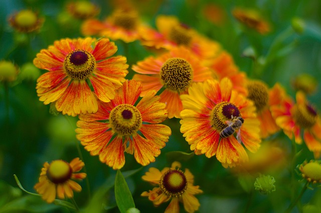 Free Bee Insect photo and picture