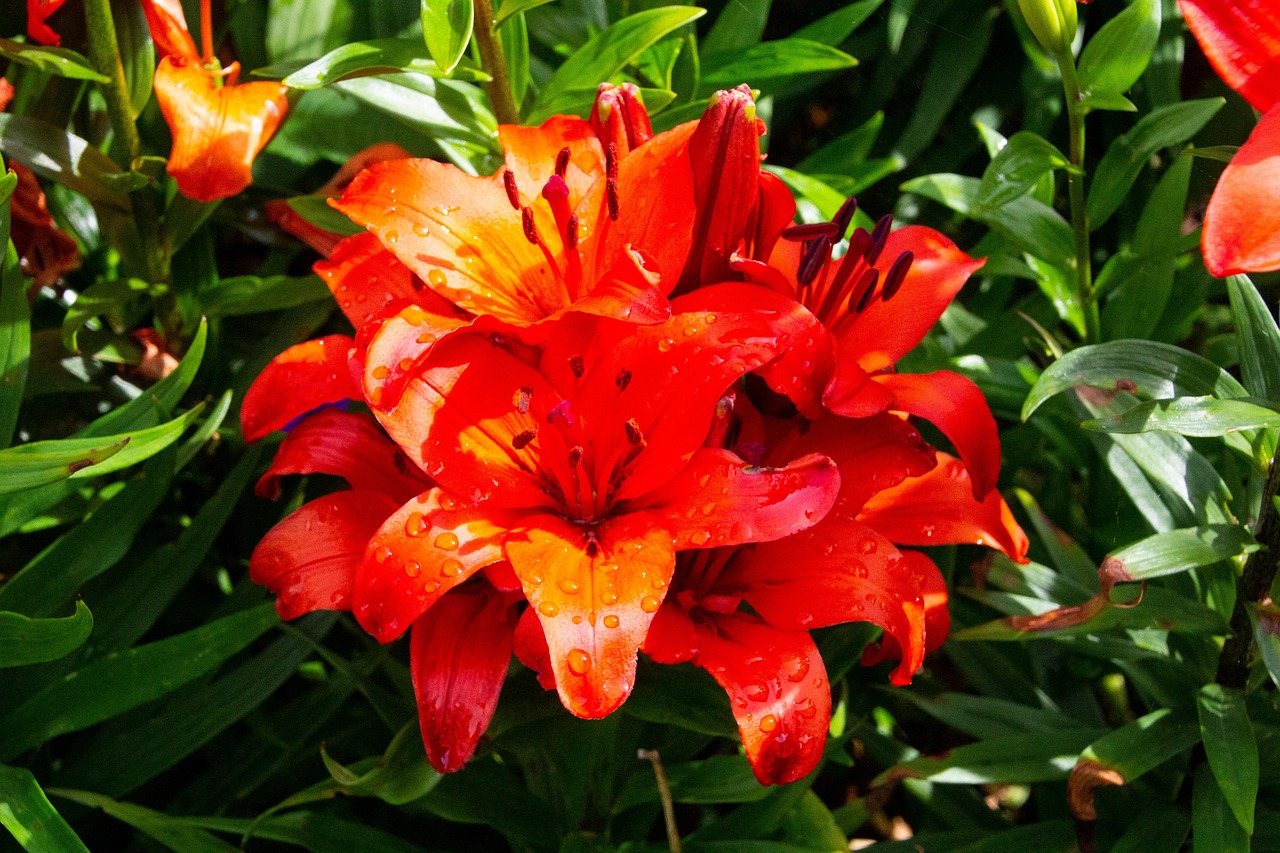 Lilie Blumen Tau Kostenloses Foto auf Pixabay Pixabay