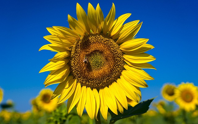 Free Sunflower Flower photo and picture