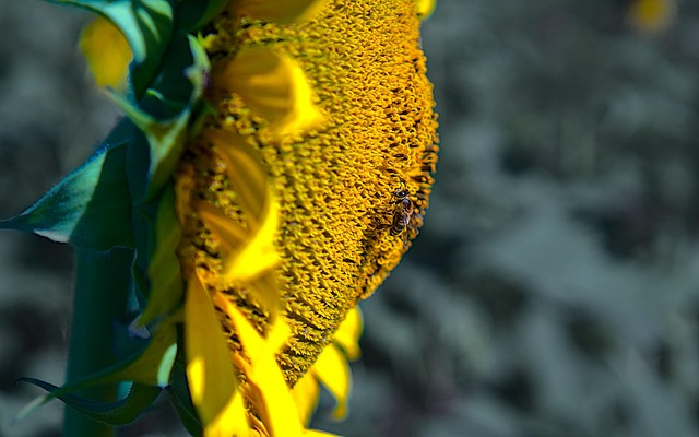 Free Sunflower Flower photo and picture