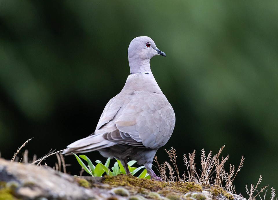 Kragentaube Vogel Taube - Kostenloses Foto auf Pixabay