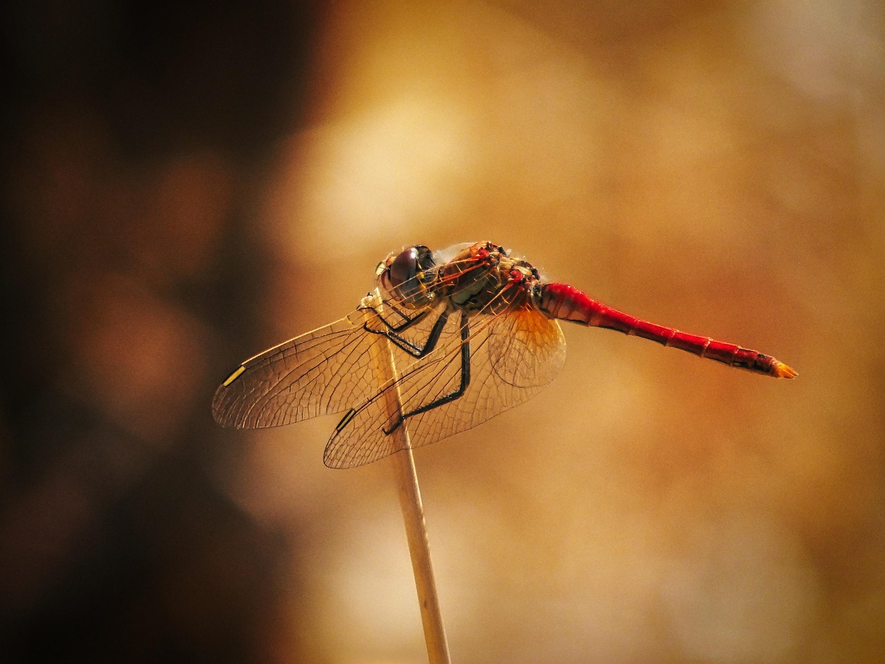 Dragonfly Insect Macro - Free photo on Pixabay - Pixabay
