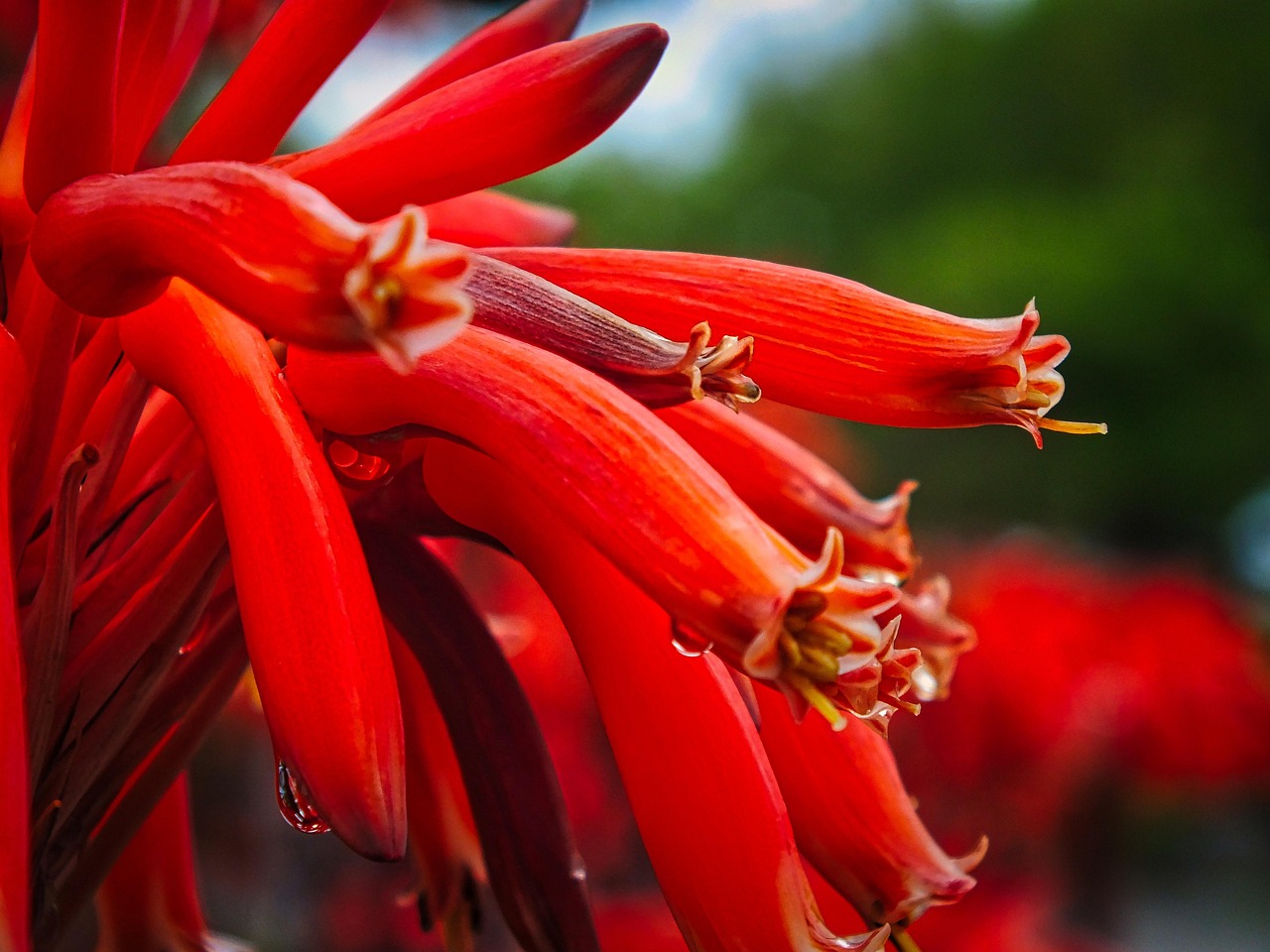 Flowers Bloom Botany Free photo on Pixabay Pixabay
