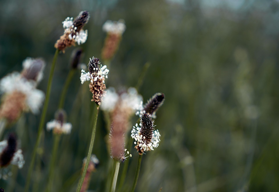 Ribben -Plantain Blomster - Gratis foto på Pixabay - Pixabay