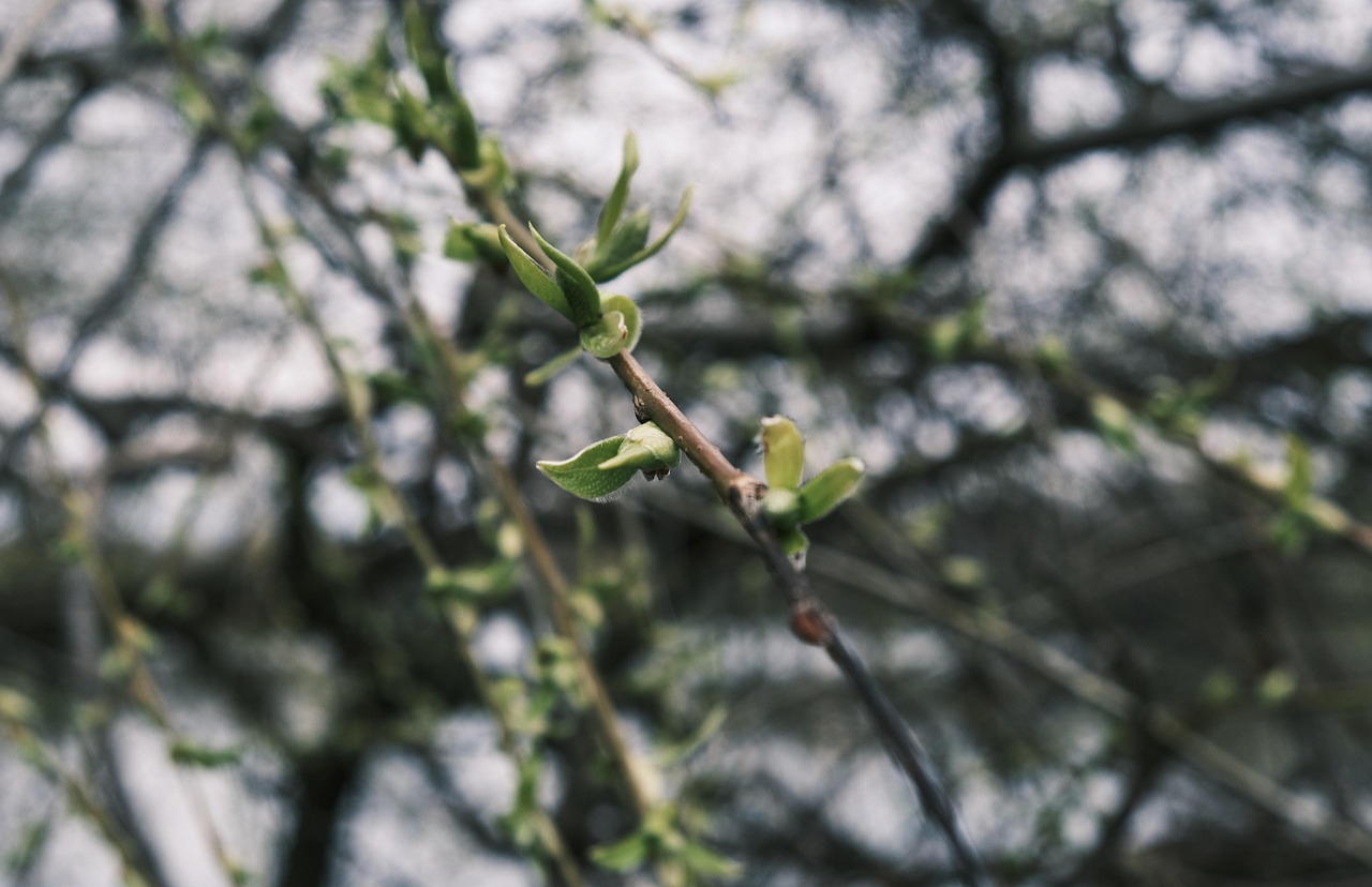 Branch Botany Growth - Free photo on Pixabay - Pixabay