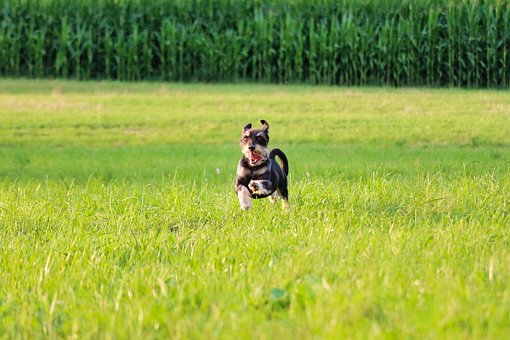Free Dog Pet photo and picture