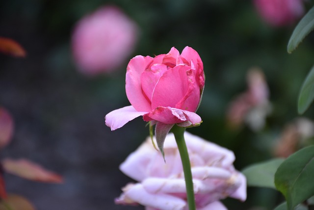 Free Rose Flower Background photo and picture