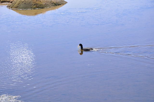 Free Laguna Water photo and picture