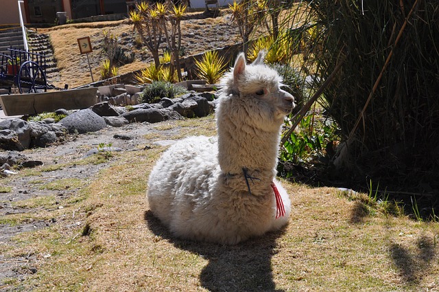 Free Alpaca Animal photo and picture