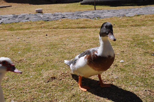 Free Ducks Birds photo and picture