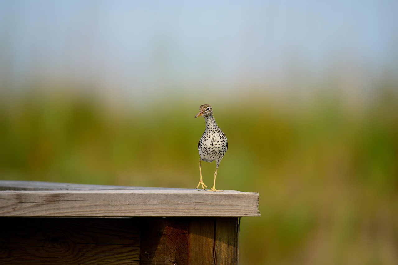 Sandpiper In Flight Spotted Sandpiper Bird Perched - Free photo on Pixabay