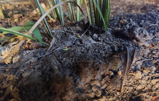 Plant, Licht, Nacht