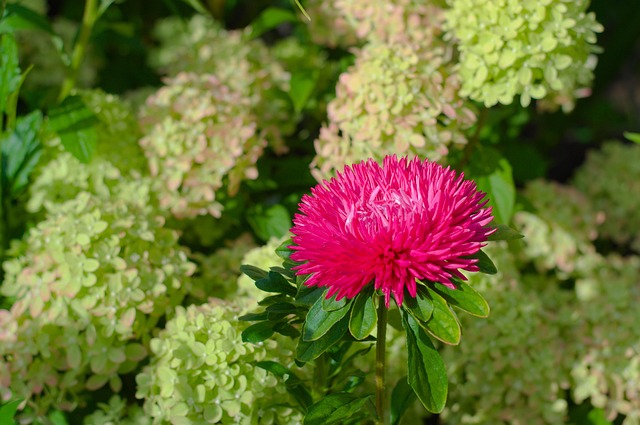 Free Flower Astra photo and picture