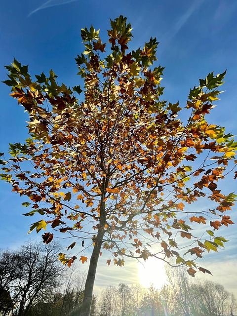 Free Tree Fall photo and picture