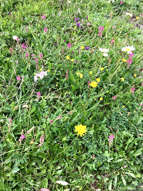 Free Flower Meadow Biodiversity photo and picture