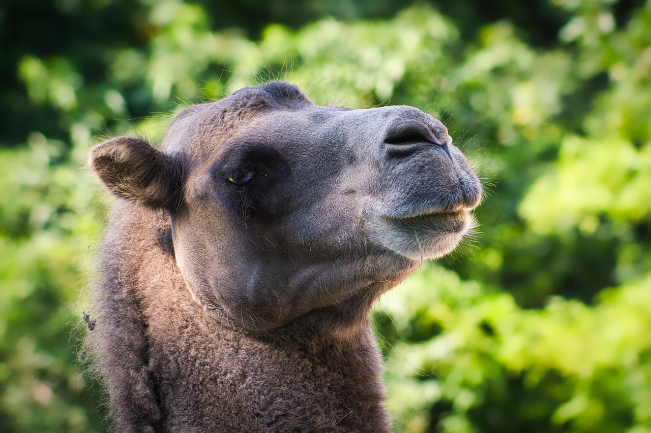 Camel Animal Wildlife Free photo on Pixabay Pixabay