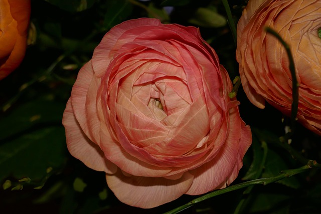 Free Bunch Of Flowers Ranunkeln photo and picture