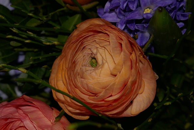 Free Bunch Of Flowers Ranunkeln photo and picture
