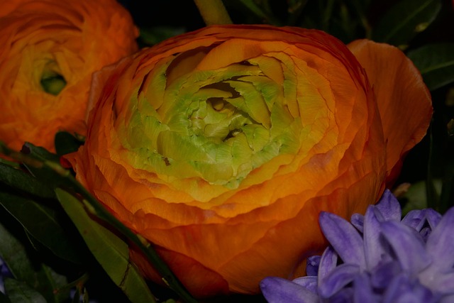 Free Ranunkeln Orange photo and picture