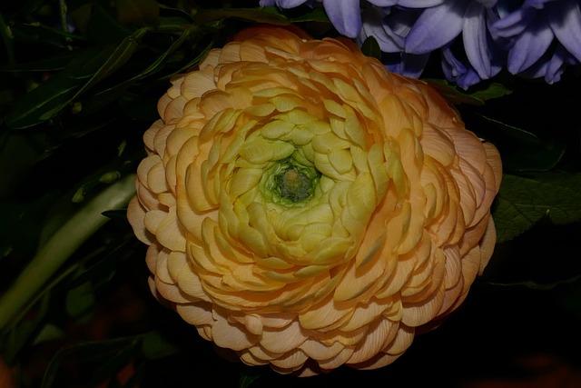 Free Ranunkeln Yellow photo and picture