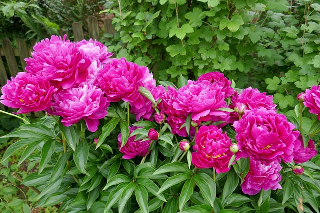 Free Peonies Magenta photo and picture